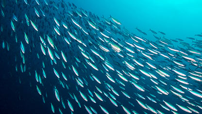 banco di pesci nel mare blu