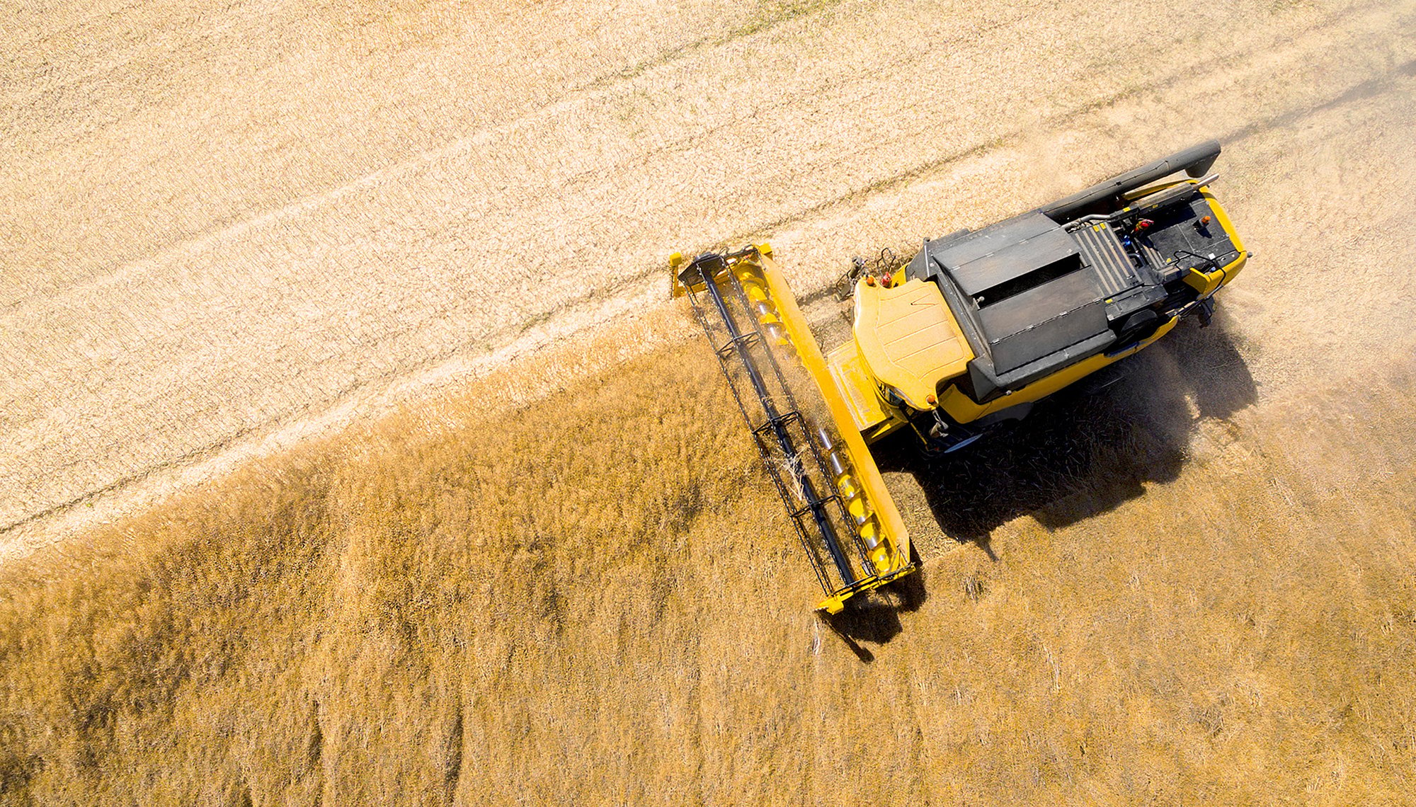 mietitrice che raccoglie il grano in un campo