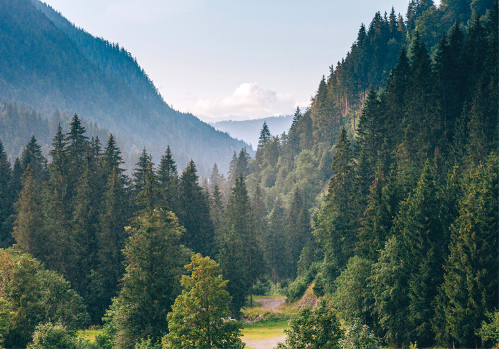 A forest of vivid green trees. 