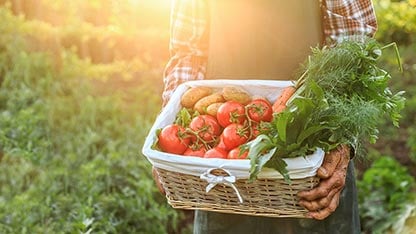 Cesto di pomodori, patate e carote trasportato da un operaio con le mani sporche di terra