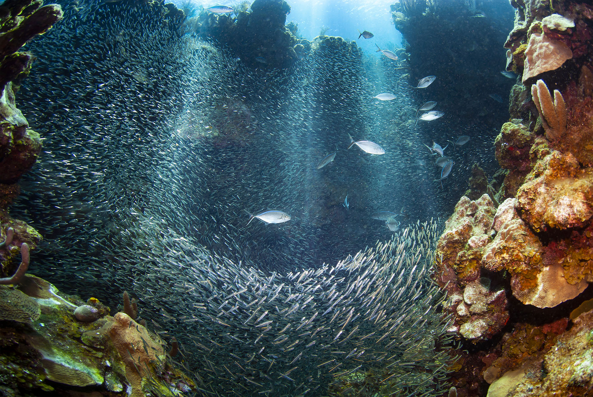 underwater coral reef with colorful fish