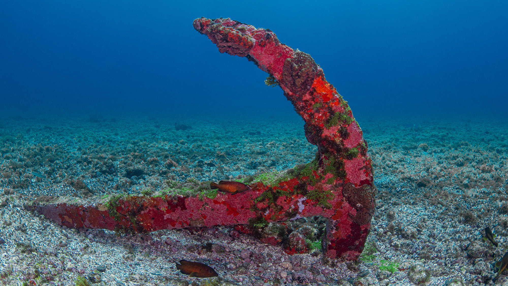 large red and rusted ship anchor resting on the sandy ocean floor