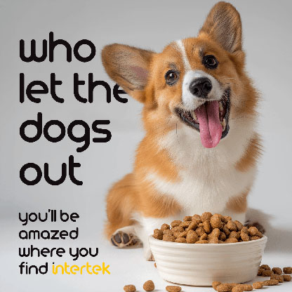 A small dog sitting next to its filled food bowl
